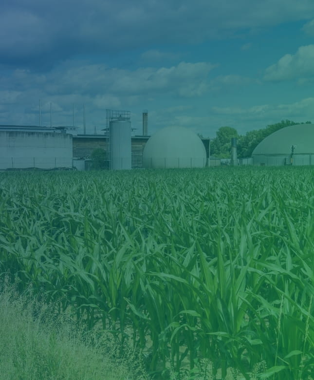 Napier grass to Compressed Biogas plant solutions by Blendtech Energies